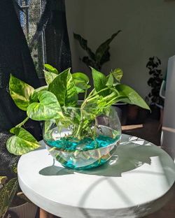 Lush trailing high variegation pothos Money plant/ indoor outdoor/ house plant flower patio garden