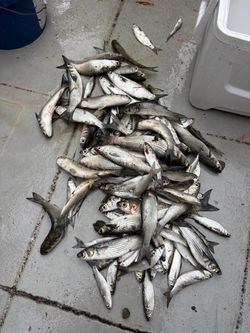 Frozen Mullet BAIT for Sale
