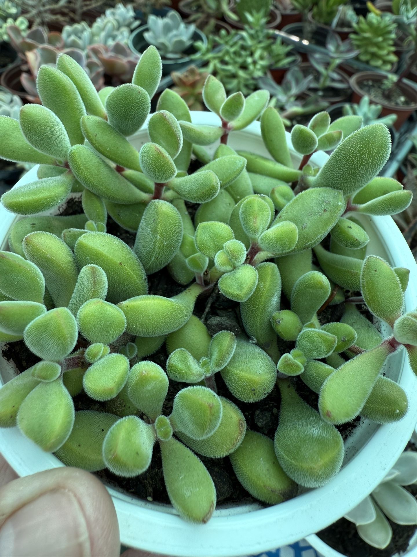 Plants for Sale!