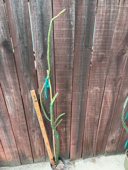 Dragonfruit plant-Sugar Dragon around 5ft