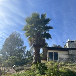 Palm Tree For Sale /$500 Must Remove Yourself