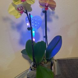Fresh Orchids