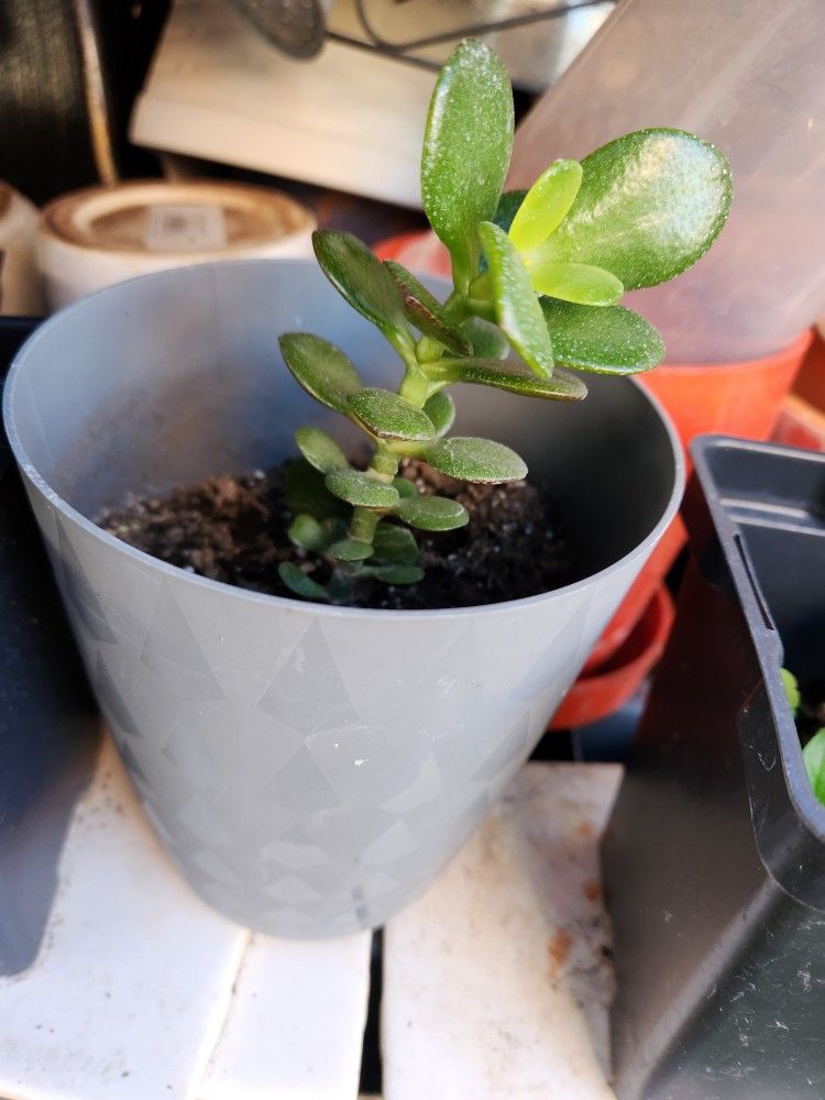 jade plants $5