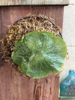 Mounted Baby Superbum 