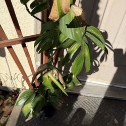 $10 Dragon Tail Plant 