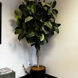 Faux Rubber Tree - 7+ Feet Tall 