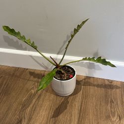 Philodendron Ring Of Fire