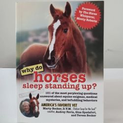 Why Do Horses Sleep Standing Up