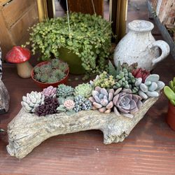 Stunning Succulent Arrangement 