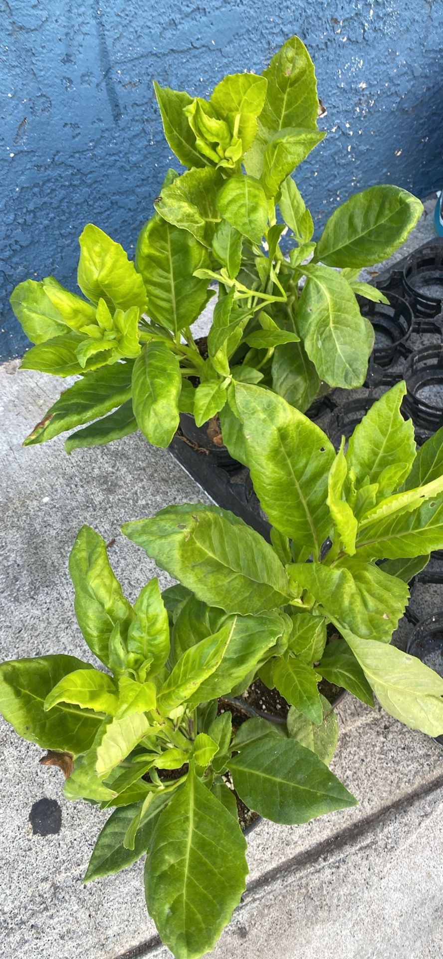 Insulina. Manzanilla Apio Perejil