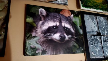 Raccoon Print On Canvas 16"×14"