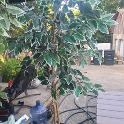 Fake Trees 