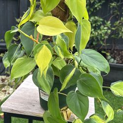 Philodendron Brazil Plant