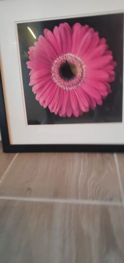 Framer  Flower