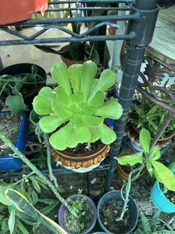 Plants For Sale 