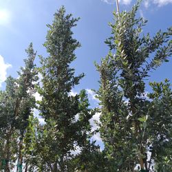 Silver Buttonwood Trees 45gl 12ft -14ft Tall $300