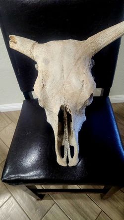 Priced To Sell Real Bone Cow Skull