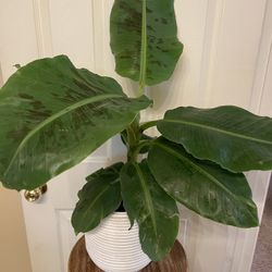 Musa Dwarf Cavendish Banana Plant | Performs Best in Full Sun | 28” Inches Tall   28” Wide