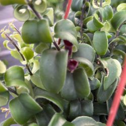  Hanging Rasta Lipstick On a 6 Inch Pot