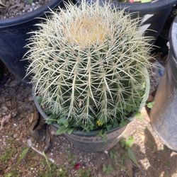 Golden Barrel, Cactus