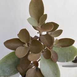 Beautiful copper succulent plantwith pot