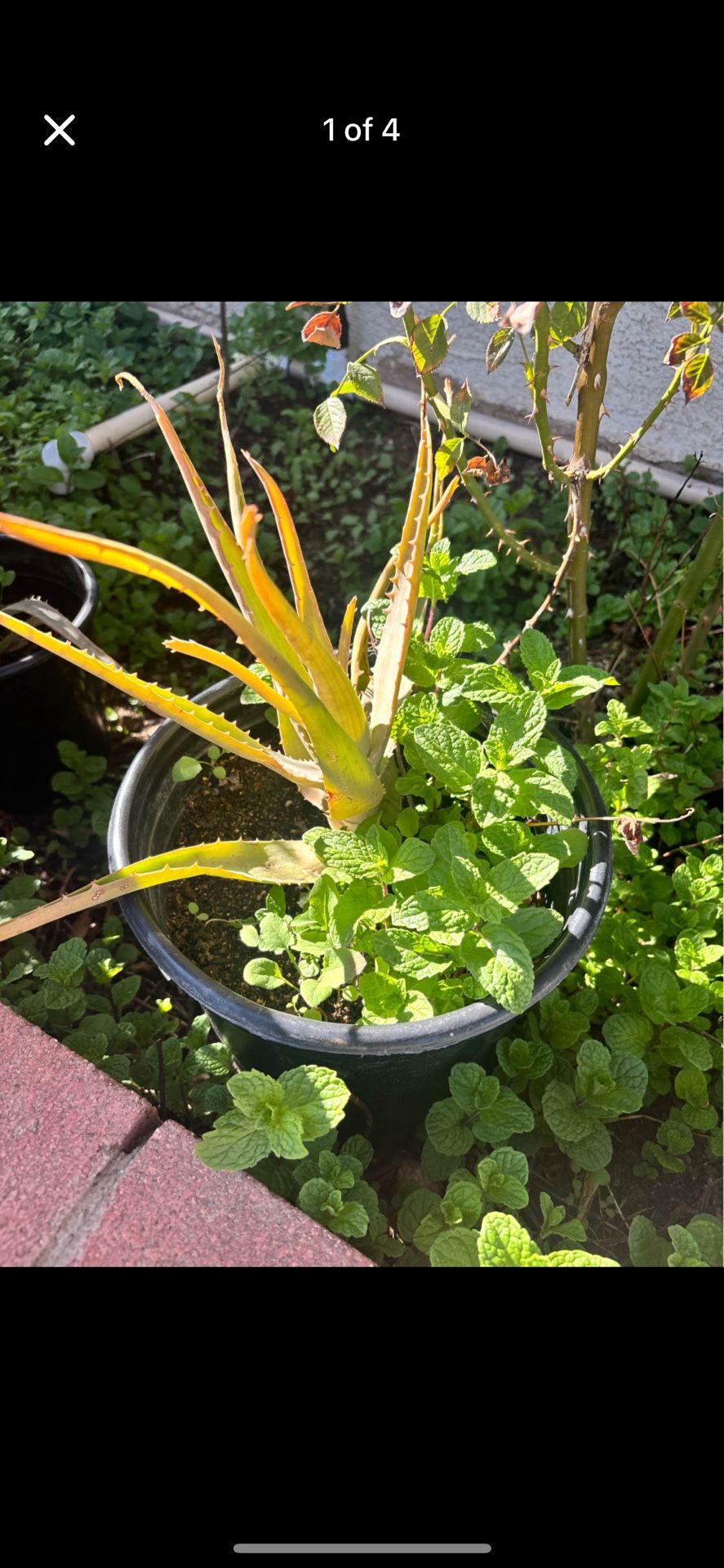 Savila Y Yerba Buena. Aloe Vera