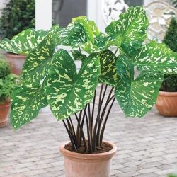 Colocasia Hilo Beauty / Caladium Praetermissum LIVE PLANT (not bulbs) 1ft TALL - Elephant ear Alocasia - shipped from Florida
