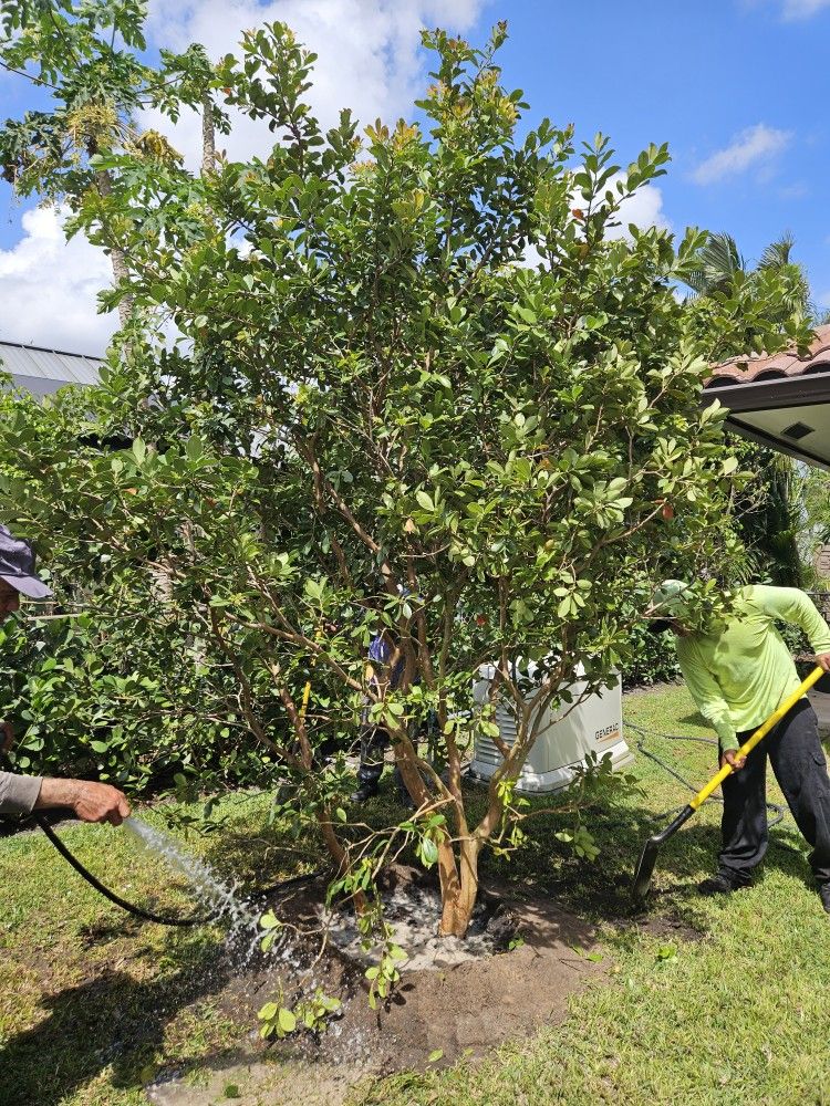 huge over 10 feet tall guava tree 10 feet wide and legustrum