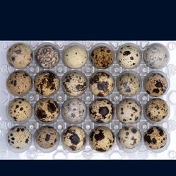 Quail Eggs 