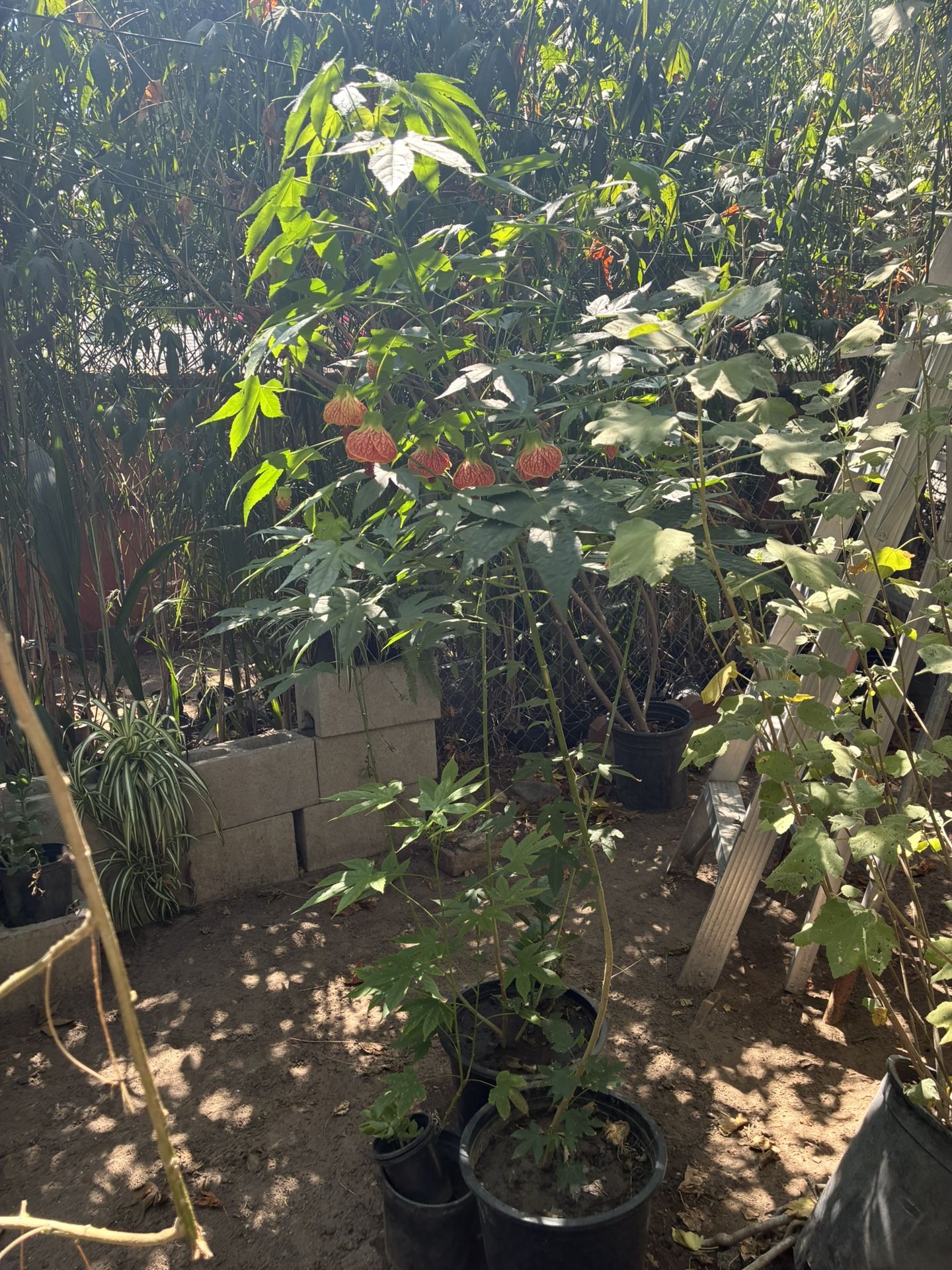 Plant