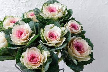Ornamental kale seedlings