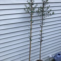 2 6ft Arbequina Olive Trees 