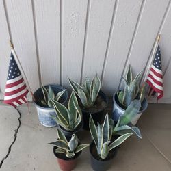 Agave Plants 