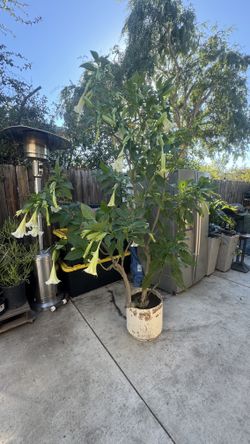 White Angels Trumpet