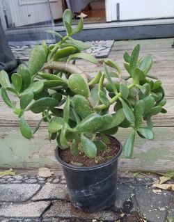 Spring is here! Succulent in nursery pot