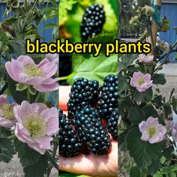 blackerry plant fruiting plantas de mora fruteando