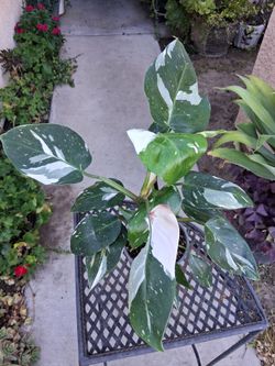 Philodendron White Knight Plant $43
