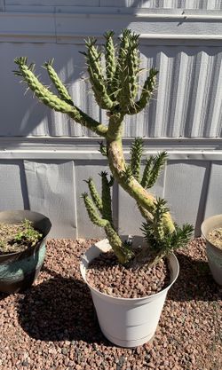 Cactus Plants/Pots
