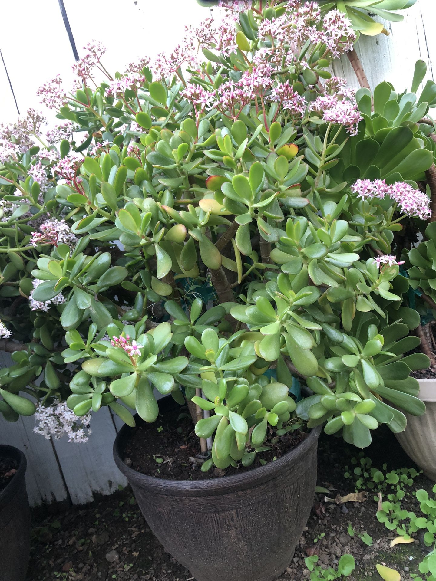 Potted Plants 🪴 For Sale $20 Each