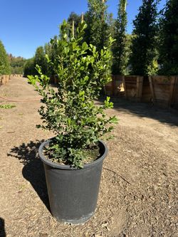 Boxwood