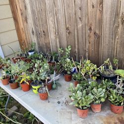 4” Potted Succulents $2+