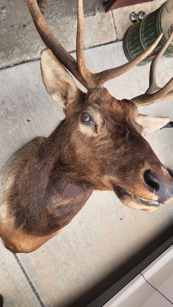 Elk Shoulder Mount Antlers Taxidermy Large New Mexico REAL Animal