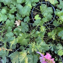 MEADOW CHECKERMALLOW ‘SIDALCEA CAMPESTRIS’ 1 GAL