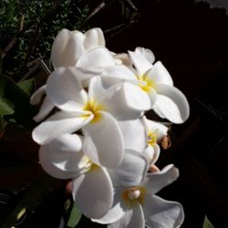 White PLUMERIA