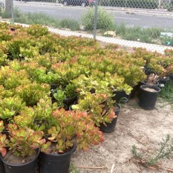 Plants