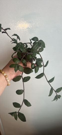 Baby Bunny Belly Tradescantia Plant