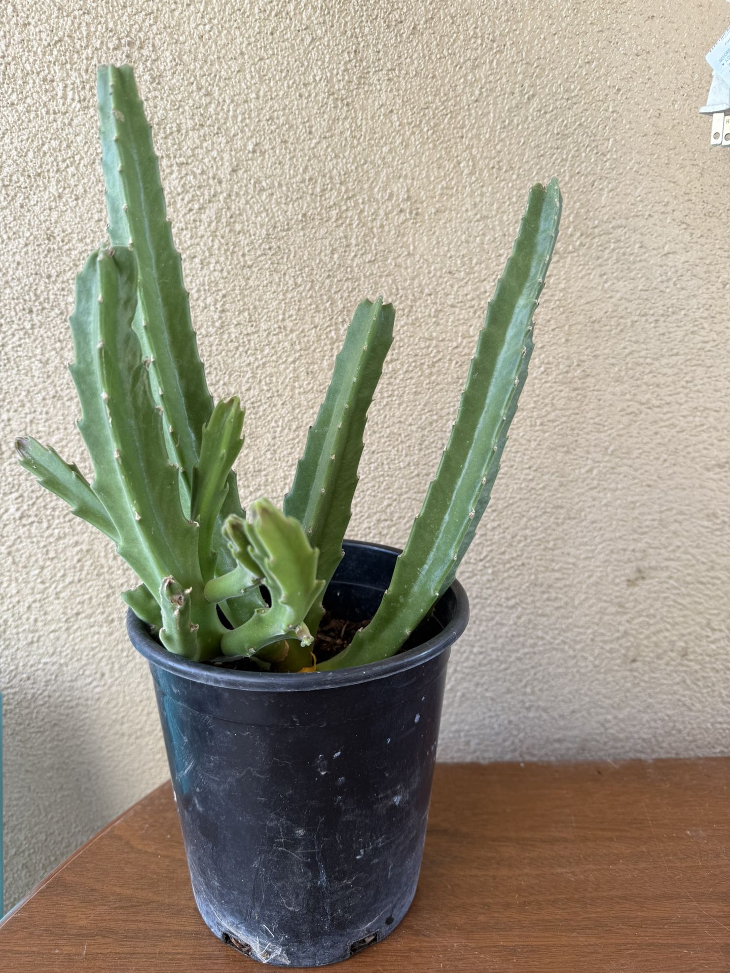 Stapelia Plant