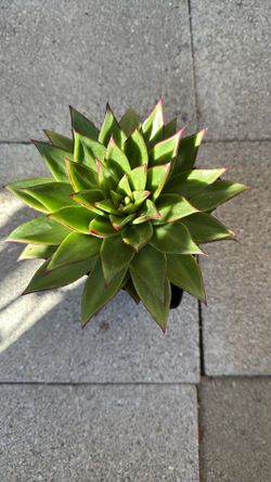 Red Lipstick Succulent Plant 6” Pot 