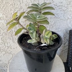 1.5 Gallon Pot Succulent Plant - Tradescantia Sillamontana - White Velvet Wandering Dude - Rooted & Established Plant - Drought Resistant 🪴