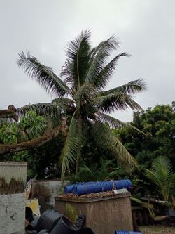 Mayaland coconut Palm